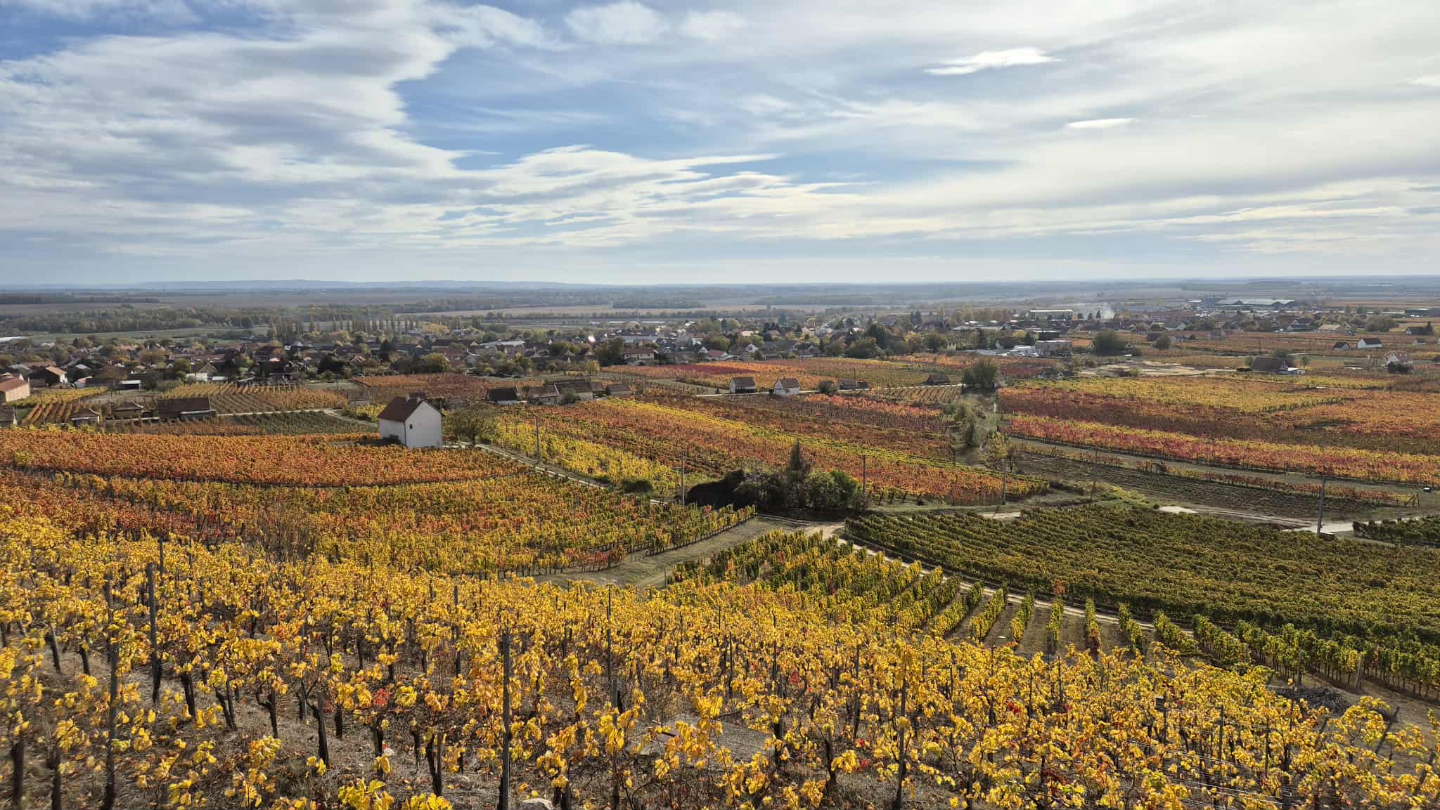Cardinalbor Villány tájkep